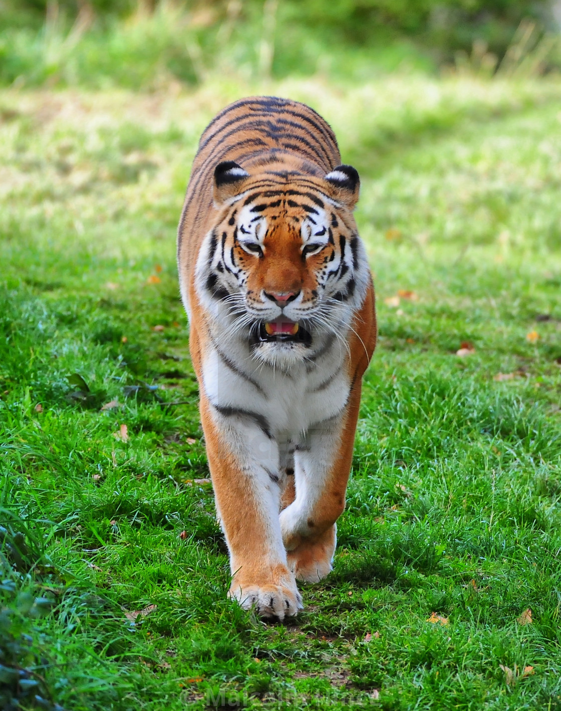 人気新品 ♥Tiger様♥ - アルバム
